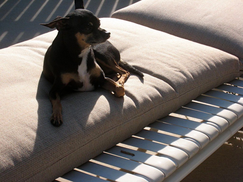 Preparing your dog for a new baby