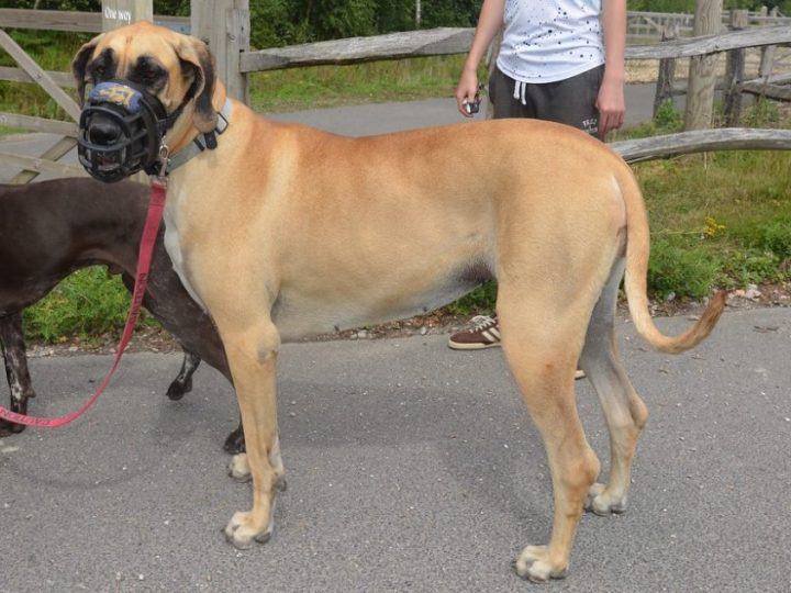 Great Dane