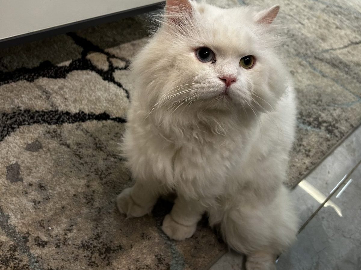 Grooming a long-haired cat: preventing mats