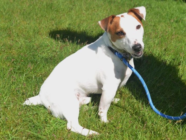 Jack Russell Terrier