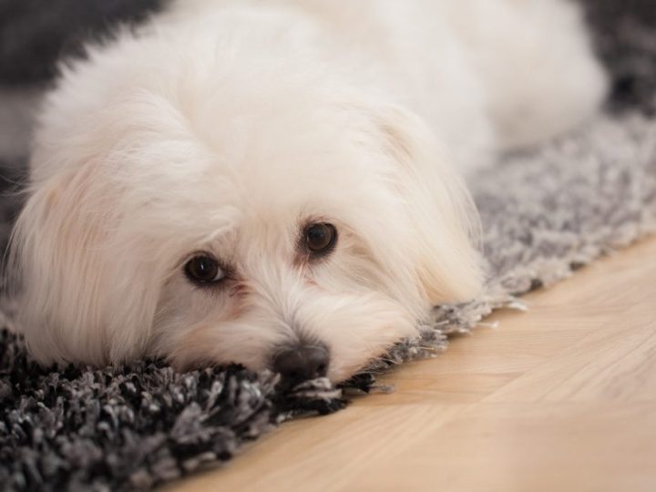 Maltese