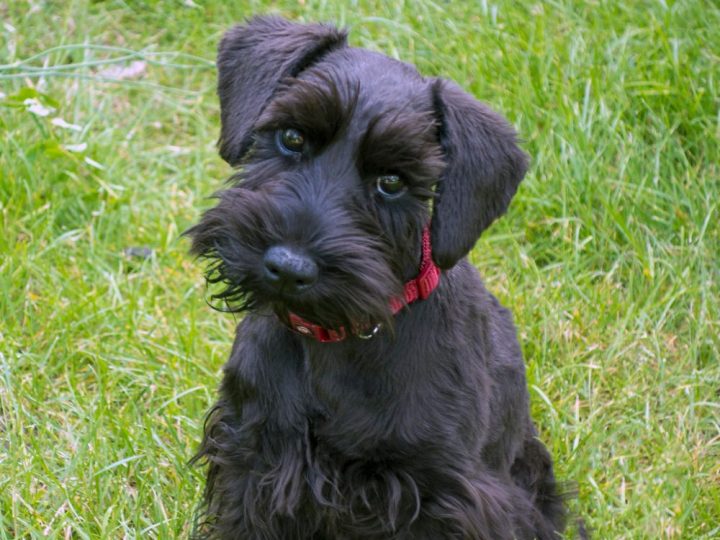 Miniature Schnauzer