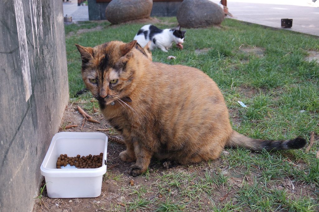 How to help an overweight cat lose weight safely