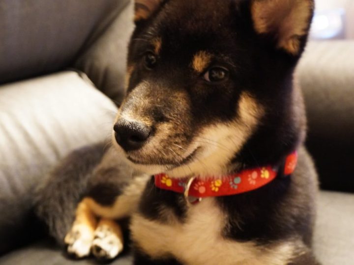 Shiba Inu