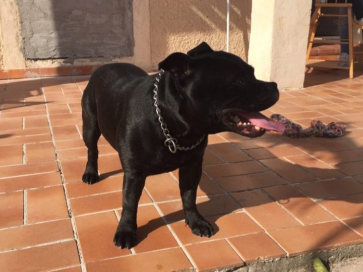 Staffordshire Bull Terrier
