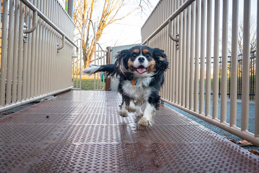 How to stop a dog jumping up